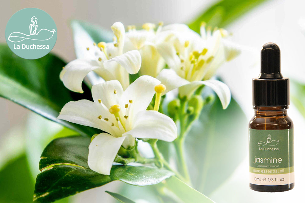 Benefits and Uses of Jasmine Essential Oil