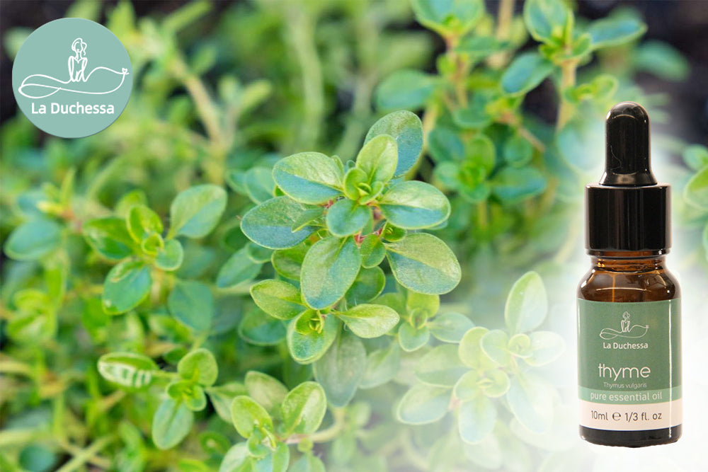 Benefits and Uses of Thyme Essential Oil